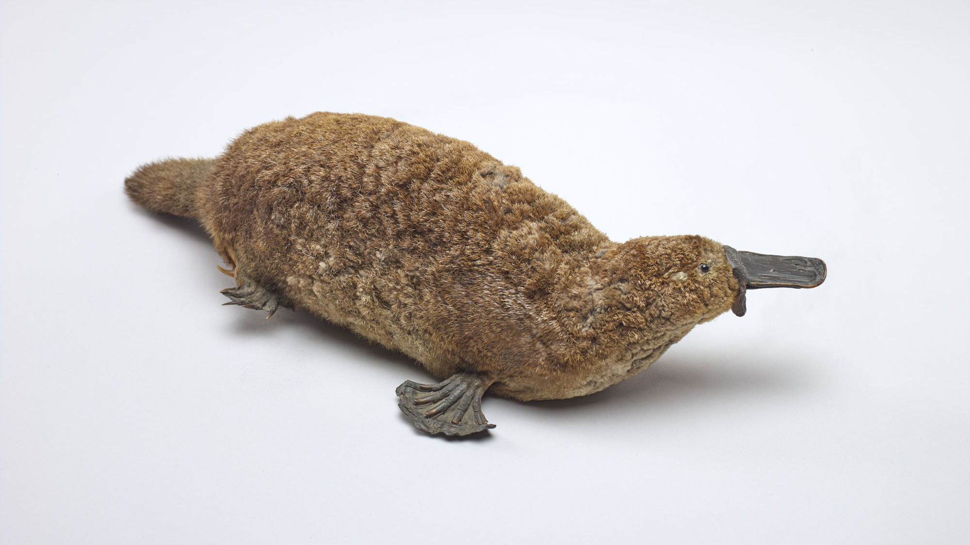 platypus